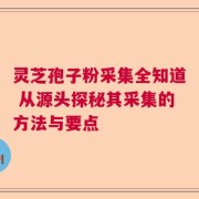 灵芝孢子粉采集全知道 从源头探秘其采集的方法与要点