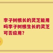 李子树根长的灵芝能用吗李子树根生长的灵芝可否应用？
