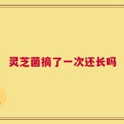 灵芝菌摘了一次还长吗