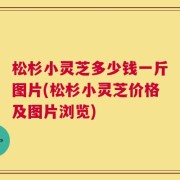 松杉小灵芝多少钱一斤图片(松杉小灵芝价格及图片浏览)