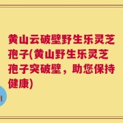 黄山云破壁野生乐灵芝孢子(黄山野生乐灵芝孢子突破壁，助您保持健康)