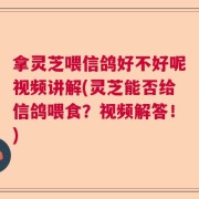 拿灵芝喂信鸽好不好呢视频讲解(灵芝能否给信鸽喂食？视频解答！)