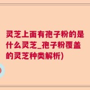 灵芝上面有孢子粉的是什么灵芝_孢子粉覆盖的灵芝种类解析)