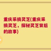 重庆采摘灵芝(重庆采摘灵芝，探秘灵芝背后的故事)