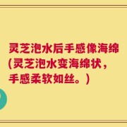 灵芝泡水后手感像海绵(灵芝泡水变海绵状，手感柔软如丝。)