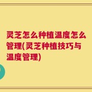 灵芝怎么种植温度怎么管理(灵芝种植技巧与温度管理)