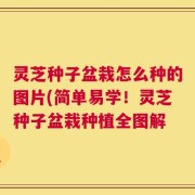 灵芝种子盆栽怎么种的图片(简单易学！灵芝种子盆栽种植全图解