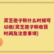 灵芝孢子粉什么时候可以收(灵芝孢子粉收获时间及注意事项)