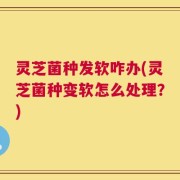 灵芝菌种发软咋办(灵芝菌种变软怎么处理？)