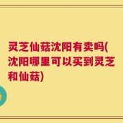 灵芝仙菇沈阳有卖吗(沈阳哪里可以买到灵芝和仙菇)