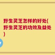 野生灵芝怎样的好处(野生灵芝的功效及益处)