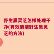 野生黑灵芝怎样处理干净(有效清洁野生黑灵芝的方法)