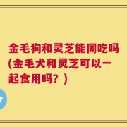 金毛狗和灵芝能同吃吗(金毛犬和灵芝可以一起食用吗？)