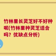 竹林里长灵芝好不好种呢(竹林里种灵芝适合吗？优缺点分析)