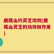 鹿尾山约灵芝功效(鹿尾山灵芝的功效和作用)