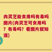 肉灵芝能食用吗有毒吗图片(肉灵芝可食用吗？有毒吗？看图片就知道)