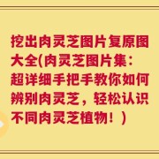 挖出肉灵芝图片复原图大全(肉灵芝图片集：超详细手把手教你如何辨别肉灵芝，轻松认识不同肉灵芝植物！)