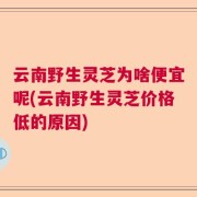 云南野生灵芝为啥便宜呢(云南野生灵芝价格低的原因)