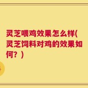 灵芝喂鸡效果怎么样(灵芝饲料对鸡的效果如何？)