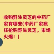 收购野生灵芝的中药厂家有哪些(中药厂家疯狂抢购野生灵芝，市场火爆！)