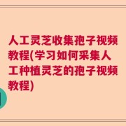 人工灵芝收集孢子视频教程(学习如何采集人工种植灵芝的孢子视频教程)