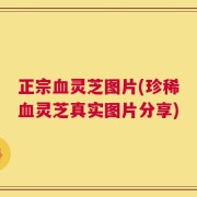 正宗血灵芝图片(珍稀血灵芝真实图片分享)