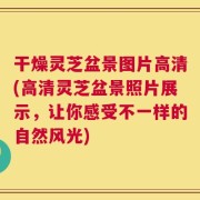 干燥灵芝盆景图片高清(高清灵芝盆景照片展示，让你感受不一样的自然风光)