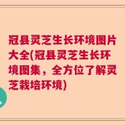 冠县灵芝生长环境图片大全(冠县灵芝生长环境图集，全方位了解灵芝栽培环境)