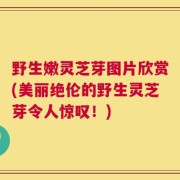 野生嫩灵芝芽图片欣赏(美丽绝伦的野生灵芝芽令人惊叹！)