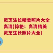 灵芝生长精美照片大全高清(惊艳！高清精美灵芝生长照片大全)