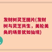 发财树灵芝图片(发财树与灵芝共生，美轮美奂的场景犹如仙境)
