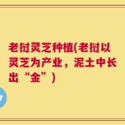 老挝灵芝种植(老挝以灵芝为产业，泥土中长出“金”)