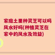 家庭土里种灵芝可以吗风水好吗(种植灵芝在家中的风水及效益)