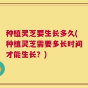 种植灵芝要生长多久(种植灵芝需要多长时间才能生长？)