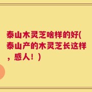 泰山木灵芝啥样的好(泰山产的木灵芝长这样，感人！)