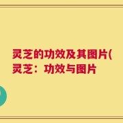 灵芝的功效及其图片(灵芝：功效与图片