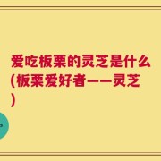 爱吃板栗的灵芝是什么(板栗爱好者——灵芝)