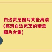 白边灵芝图片大全高清(高清白边灵芝的精美图片合集)