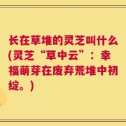 长在草堆的灵芝叫什么(灵芝“草中云”：幸福萌芽在废弃荒堆中初绽。)