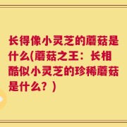 长得像小灵芝的蘑菇是什么(蘑菇之王：长相酷似小灵芝的珍稀蘑菇是什么？)