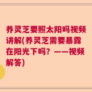 养灵芝要照太阳吗视频讲解(养灵芝需要暴露在阳光下吗？——视频解答)