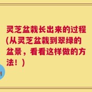灵芝盆栽长出来的过程(从灵芝盆栽到翠绿的盆景，看看这样做的方法！)