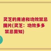 灵芝的用途和功效禁忌图片(灵芝：功效多多 禁忌需知)