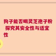 狗子能否喝灵芝孢子粉 探究其安全性与适宜性