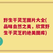 野生干灵芝图片大全(品味自然之美，欣赏野生干灵芝的绝美图库)