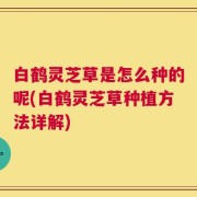 白鹤灵芝草是怎么种的呢(白鹤灵芝草种植方法详解)