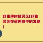 野生薄树枝灵芝(野生灵芝在薄树枝中的发现)