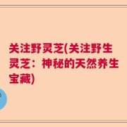 关注野灵芝(关注野生灵芝：神秘的天然养生宝藏)