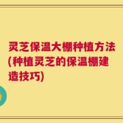 灵芝保温大棚种植方法(种植灵芝的保温棚建造技巧)