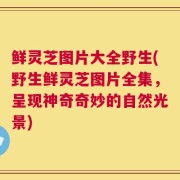 鲜灵芝图片大全野生(野生鲜灵芝图片全集，呈现神奇奇妙的自然光景)